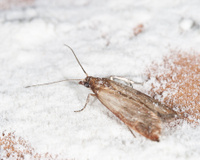 Mites alimentaires : 3 astuces naturelles à connaître pour éviter l'invasion chez vous