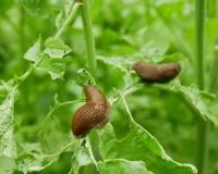 Ce fruit peut vous aider à repousser naturellement les limaces de votre jardin