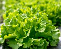 Santé : est-ce une bonne idée de manger de la salade verte tous les jours ?