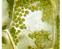 Tapas de tomates, succès assuré