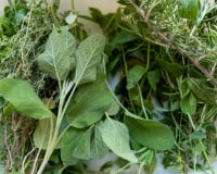 C'est gratuit : 3 plantes sauvages à ramasser en forêt pour sublimer vos plats !