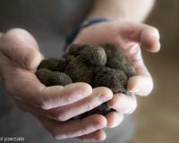 Truffe noire : Comment la choisir, la conserver et la cuisiner ?