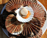 Comment décoquiller facilement des coquilles Saint-Jacques sans risque ?