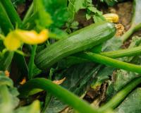 Selon cette étude, un jeune sur cinq ne sait pas reconnaître une courgette sur une photo  !