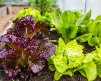 Insolite : des astronautes cultivent des salades… dans l’espace