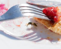 Voici comment empêcher les guêpes de gâcher vos repas en terrasse