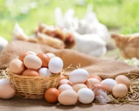 A part leur couleur, quelle est la différence entre les oeufs blanc et bruns ?