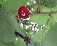 Vin de feuilles de cerisier