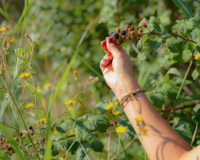 Cueillir des fraises ou des mûres sans prendre de risque : voici 3 conseils qui vous seront précieux !