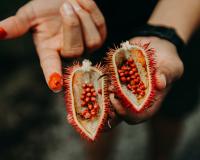 Cette plante peut être une vraie alliée naturelle pour lutter contre les moustiques et le soleil