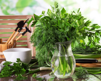 6 herbes aromatiques à planter au printemps pour pimper vos plats !