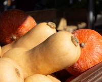 Potimarron ou butternut : quelle courge est la plus intéressante pour la santé ?