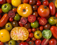 La santé commence au marché : comment repérer les tomates les plus bénéfiques ?