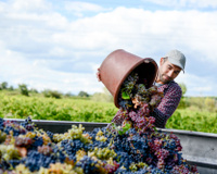 Les récoltes de vin en baisse de 30% en 2021