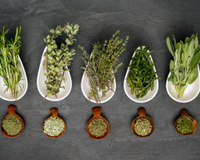 Fraîches ou séchées : comment bien choisir ses herbes aromatiques pour ne pas ruiner sa recette