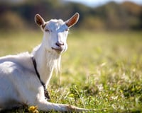 Voici pourquoi vous ne devriez pas servir de fromages de chèvre frais à Noël