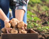 On aime les patates, mais sont-elles bonnes pour notre santé ?