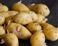 Contrairement à ce que l’on pourrait croire, une pomme de terre qui a germé est un gage de qualité, voici pourquoi !