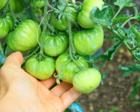 Comment faire de la confiture de tomates vertes avec les tomates qui n’arriveront pas à maturité dans votre jardin ?
