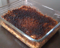 Un gratin gourmand qui peut en réconcilier certains avec les chicons...
