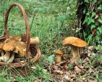 Jusqu'à 45 000€ d'amende pour la cueillette de champignon sauvage