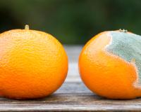 Peut-on manger des fruits ou des légumes qui ont un peu moisi ?