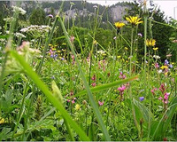 Vin de fleurs de pissenlits