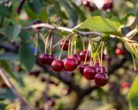 Comment éloigner efficacement les oiseaux de son cerisier sans dépenser un centime ?