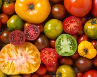 Astuces & conseils : comment bien conserver les tomates ?