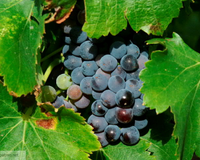 La recette du vin de figues à déguster toute l'année !