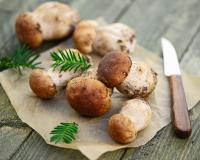 On déclare la saison des champignons ouverte : conseils, recettes et comment bien les cueillir ?