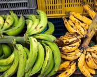 Brûlures, crampes, etc. : quels sont les symptômes liés à ce produit chimique retrouvé sur des bananes de Martinique ?