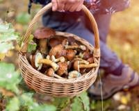 Intempéries : ces champignons à aller cueillir absolument cette semaine !