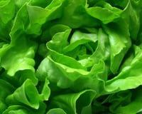 L'erreur toute bête qui fait flétrir votre salade deux fois plus vite quand elle est au frais