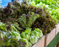 C'est le détail qu'il faut regarder avant d'acheter une salade, mais presque personne ne le fait