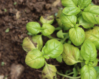 Votre basilic commence à noircir ? Il est encore temps de le sauver avec cette méthode
