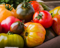 Congeler les tomates : les méthodes à connaître pour en profiter toute l’année