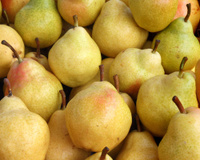 Quelles variétés de poires choisir en ce moment ? Les conseils d’une Meilleure ouvrière de France
