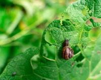 5 astuces de grand-mère pour repousser les escargots et les limaces de votre jardin avec des aliments de sa cuisine