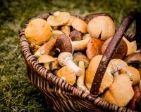 Champignons : 3 façons de les conserver