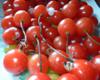 Tomates cerises pommes d'amour