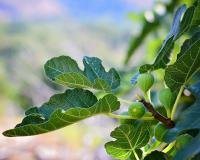 5 idées gourmandes pour utiliser les feuilles de figuier en cuisine