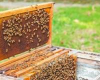 Abeilles, miel et apiculteurs, ce qu'il faut savoir  