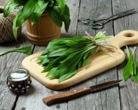 5 recettes à l’ail des ours pour changer du pesto et se régaler jusqu’à la fin de la saison !