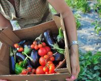 Les cueillettes de fruits & légumes