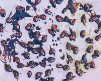 Amandes au chocolat - zestes de citron et gros sel de l'himalaya