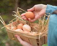 Pourquoi est-il recommandé de ne plus consommer les œufs des poules domestiques en Île-de-France ?