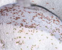 Moins connu que la mite, cet insecte peut envahir vos placards si vous ne faites pas attention