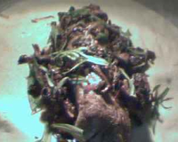 Filet mignon de porc en croûte aux champignons des bois