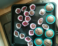 Muffins au chocolat bons et moelleux